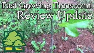 Fast Growing Treescom Review Update [upl. by Sucramal]