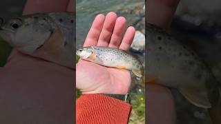 Wild trout fishing in the French mountains  pêche de la truite Fario en montagne troutflyfishing [upl. by Naivad968]