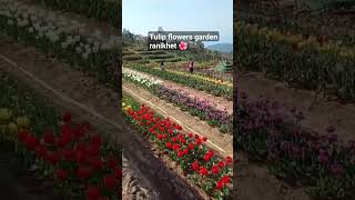 Tulip flowers garden Ranikhet dancehallnewmusic shortsviraltravel uttarakhandtourism nature [upl. by Ecikram293]