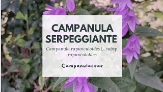 CAMPANULA SERPEGGIANTE  Campanula rapunculoides L subsp rapunculoides  Creeping bellflower [upl. by Nitsirhc74]