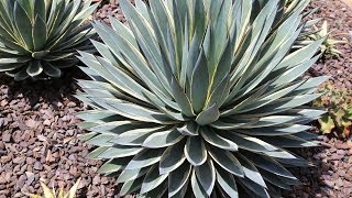 Variegated Agaves in Hybridizer Kelly Griffins Garden [upl. by Hehre274]