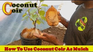 How To Use Coconut Coir As Mulch [upl. by Ahsyas]