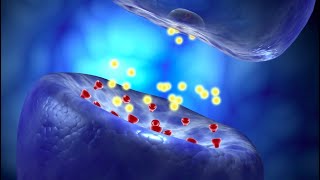 Neural Conduction Action Potential and Synaptic Transmission [upl. by Brechtel]