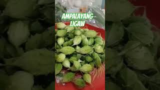 ampalayang ligaw [upl. by Candy]