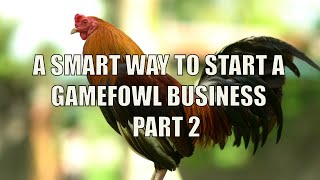 A Smart Way to start a Gamefowl Business Part 2 [upl. by Eiclek]