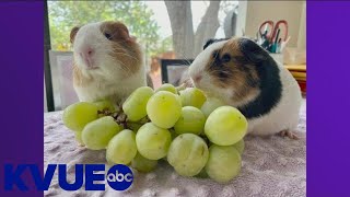 Austin Guinea Pig Rescue seeking help after pets found dumped around Central Texas  KVUE [upl. by Basil]