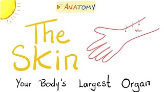 The Skin  The Largest Organ of Your Body  Anatomy amp Histology [upl. by Ojahtnamas]