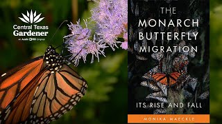 Are Monarch Butterflies Endangered [upl. by Raviv508]