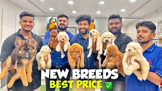 New Puppies Special 🐕‍🦺 Best Price Pet Shop  Pure Breed Dogs  Hyderabad [upl. by Ennoval]