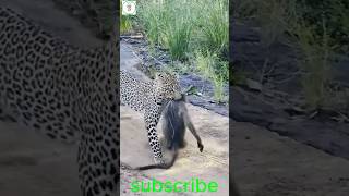 Leopard Ambushes Monkey A Surprise Attack in the Jungle [upl. by Asoj]