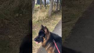 German Shepherd ‘ Coal ‘ at Gwrych Castle amp Manarafon Farm Abergele germanshepherd gsd fyp [upl. by Norma]