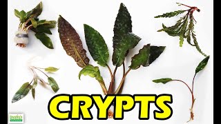 HOW TO KEEP CRYPTS in the planted tank crypt wendtii bronze [upl. by Staford775]