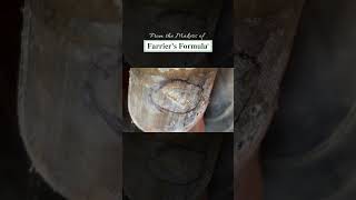 Farrier runs into a fungal infection while working on his clients horses farrier hoofcare horses [upl. by Essirahc]