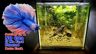 Setting Up A NO CO2 NO Fertilizer NO filter Planted Betta Tank [upl. by Sisson]