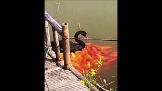 Why are so many fishes coming behind this swan shortvideos facts amazingfacts [upl. by Anai668]