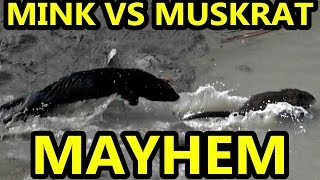 Age Old Mayhem Mink VS Muskrat [upl. by Leffert]