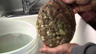 Cleaning abalone shells [upl. by Asial439]