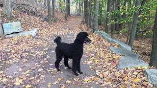 5 Year Old Standard Poodle [upl. by Reggie]