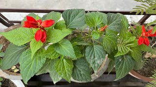 Salvia Plant care  How to grow and care Salvia plant in pots at home  Growth tips [upl. by Enylrac792]