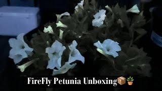 Firefly Petunia Unboxing 📦🪴✨ [upl. by Bamberger]