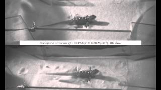 Movie S3 Movement of a generalist lizard [upl. by Hobbs]