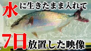 【撮影成功】噂の水に魚を生きたまま入れて1週間後に捌いた内臓が衝撃です。リブウォーター。 [upl. by Haleemak]