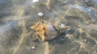 Live Whelks at Low Tide North Wildwood NJ [upl. by Faro]