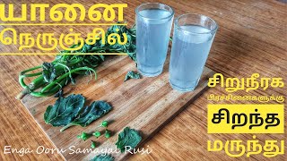 Yaanai Nerunjil  100 Kidney Stone Cure in Just 5 Days சிறுநீரக பிரச்சனைகளை குணமாக்கும் அருமருந்து [upl. by Jacy]