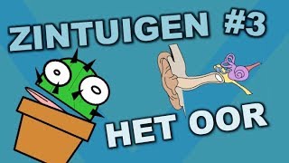 Onderdelen van het oor  Zintuigen 3  Cactuss Biologie [upl. by Cogan143]