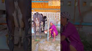 Cow dairy farm india cow farming viralvideo reels [upl. by Ahsyle277]