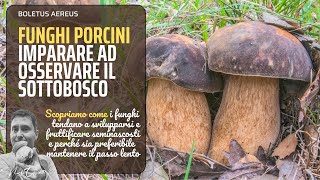 Porcini  Come osservare il sottobosco [upl. by Lebar]