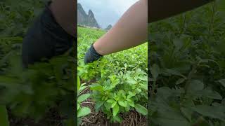 Harvesting herbs and spices Wolfberry sprouts wholesale the price is great garden vegetables [upl. by Jueta732]