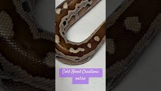 Blood Pythons Available Now coldbloodcreations bloodpython morphmarket [upl. by Idelson653]