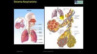 Embriologia do Sistema Respiratório VÍDEO AULA [upl. by Scrivenor]