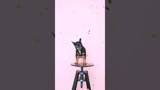 Dog Standing on a Stool shorts youtubeshorts ytshorts dog doglover cutedog dogrunning [upl. by Swisher294]