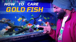 how to care gold fish  goldfish care tips for beginners goldfishcare goldfish [upl. by Gneh]