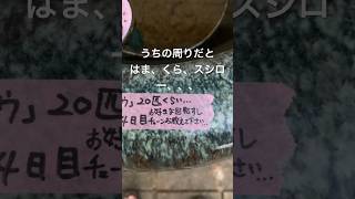 ネットでメダカのタマゴ買ってみた♯74 毎日投稿 はるくんのメダカメダカめだかコンペイトウミジンコYouTubeyoutubeshorts [upl. by Brien34]