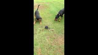 Doberman VS Snake Caution  Graphic [upl. by Esela]