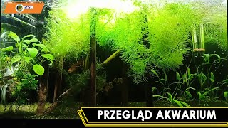 Przegląd Akwarium 25L [upl. by Atikihs]