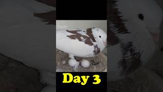 HOW PIGEONS MATING amp LAY EGG amp HATCH Chick Bird amp GROW DAY BY DAYMrampMrs GarSef 1st ROUND Pets [upl. by Ensign]