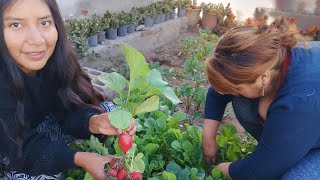 a los cuantos días se cosecha el rábano [upl. by Nytsua]