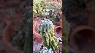 Cereus Peruvianus Monstrose showing off new growth and color 😊🌵 cactus succulents [upl. by Eneliak181]