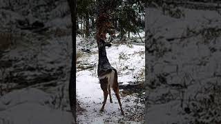 Adirondack buck hits licking branch in a snow storm❄️ bucks snow adirondacks deer mountains [upl. by Bonnee701]