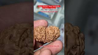 Gauri Shankar Nepal Rudraksha 2930mm 4 Grams gaurishankar rudraksha rudraksh reels rudraksham [upl. by Grimona]