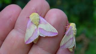 THIS is WHY I FILM so many MOTHS Rosy Maples [upl. by Jalbert923]