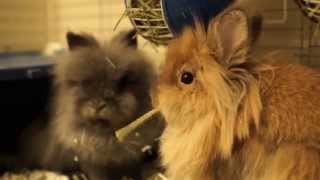 Cute lionhead bunny doesnt want to share her timothy hay [upl. by Adonis]