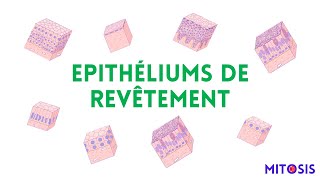 Les épithéliums de revêtement [upl. by Tidwell966]