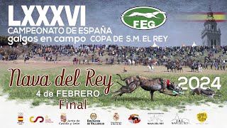 Los Mejores momentos Final quot LXXXVI CTO DE ESPAÑA DE GALGOS EN CAMPO quot [upl. by Sorac]