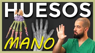 ANATOMÍA de los HUESOS de la MANO [upl. by Aphrodite328]