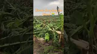 Pohon Pisang Dirusak Orang Yang Tak Dikenal petani buah pisang dewisangdewikhiraniputri80 [upl. by Reamy]